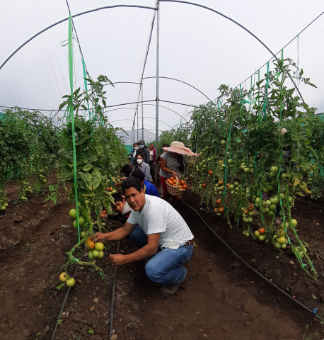 producción de tomate