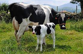 Mejoramiento genético ganadero 